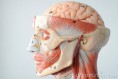 /album/fotogaleria/face-human-anatomy-18118163-jpg/